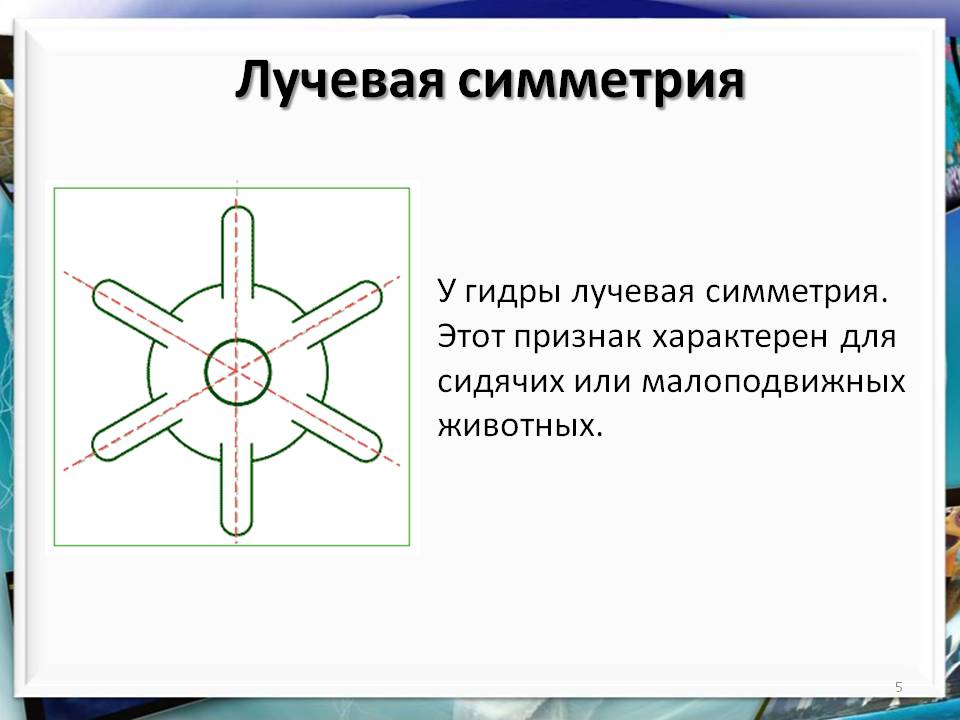 Найти зеркало кракена